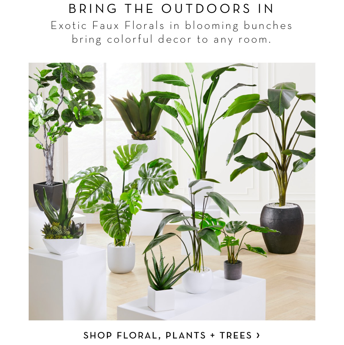 Shop Floral Plants And Trees
